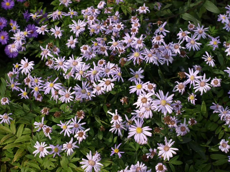 Passion Vivaces Aster Lac de Genève plante vivace godet bleu lavande
