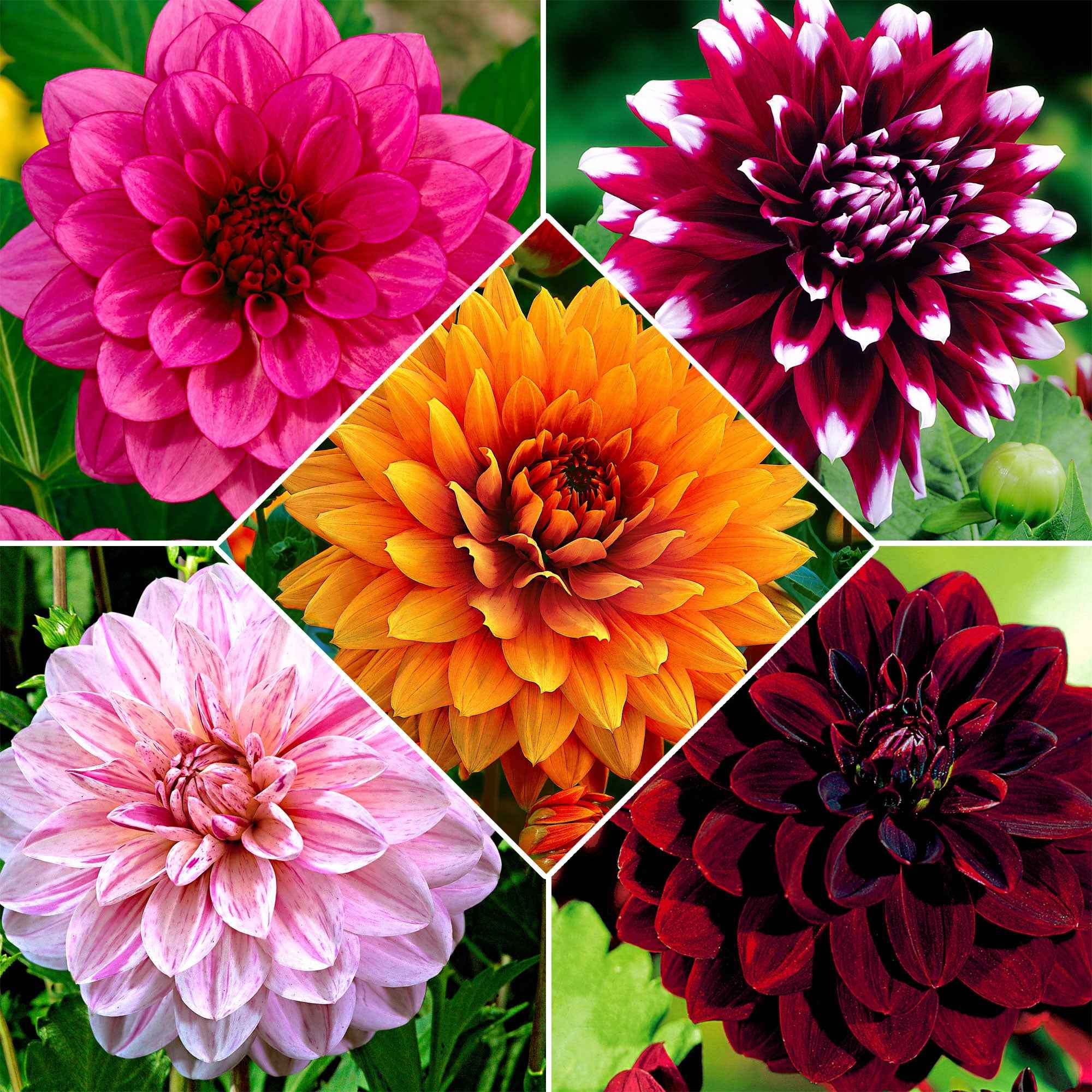 Bakker Dahlia grandes fleurs bulbes sachet 5 mélange couleurs