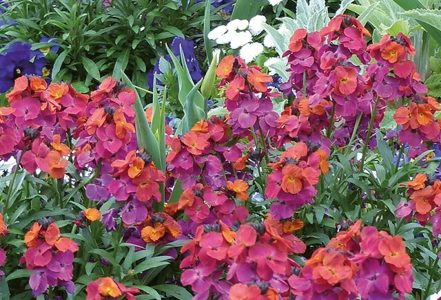 Pépinières Ripoche Erysimum Constant Cheer giroflée violette