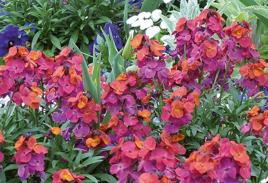 Pépinières Ripoche Erysimum Constant Cheer giroflée violette