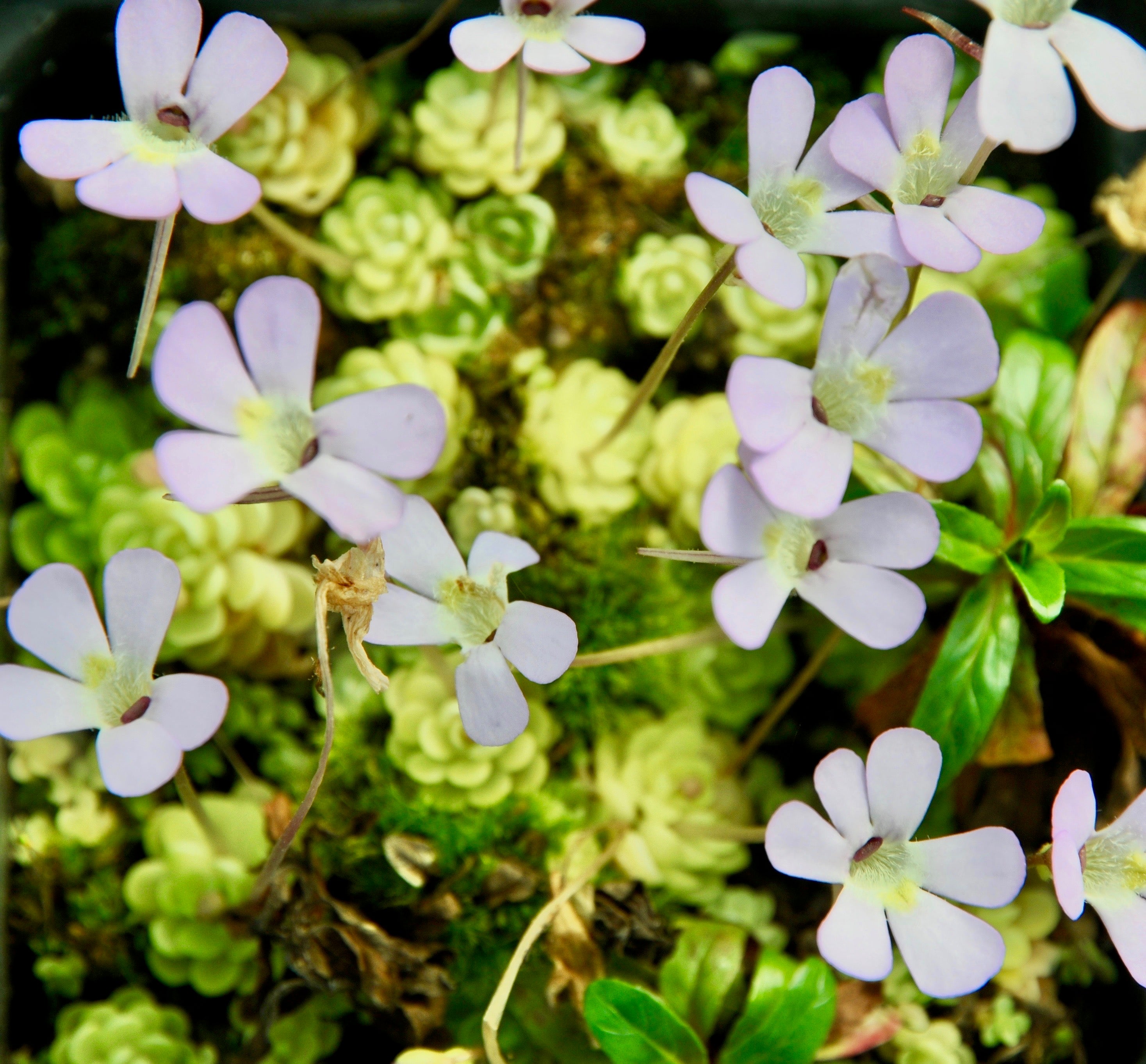 Carniflore Pinguicula esseriana plante carnivore rosette rose