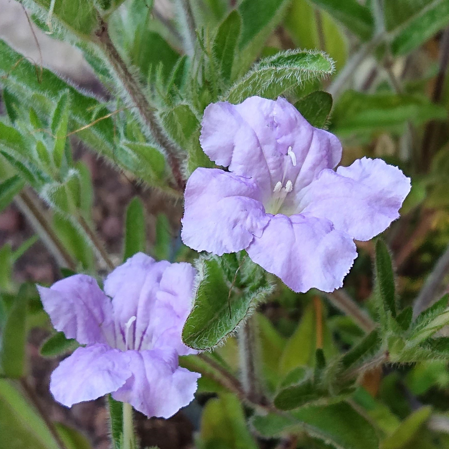 Passion Vivaces Ruellia humilis plante vivace pot 1L bleu lavande