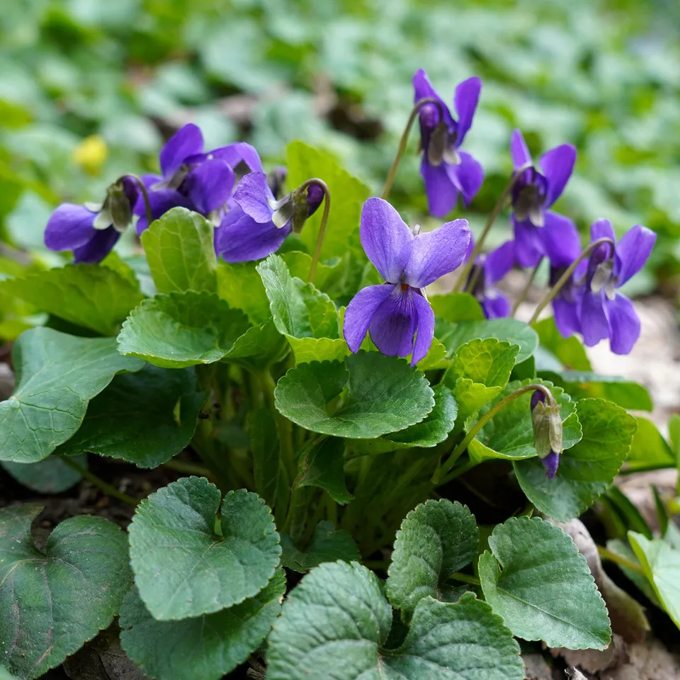 Bakker Königin Charlotte violette odorante pot Ø 9 cm