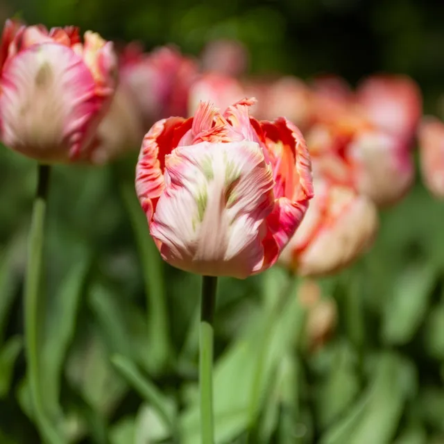 Bakker Apricot Parrot tulipe perroquet 10 bulbes abricot
