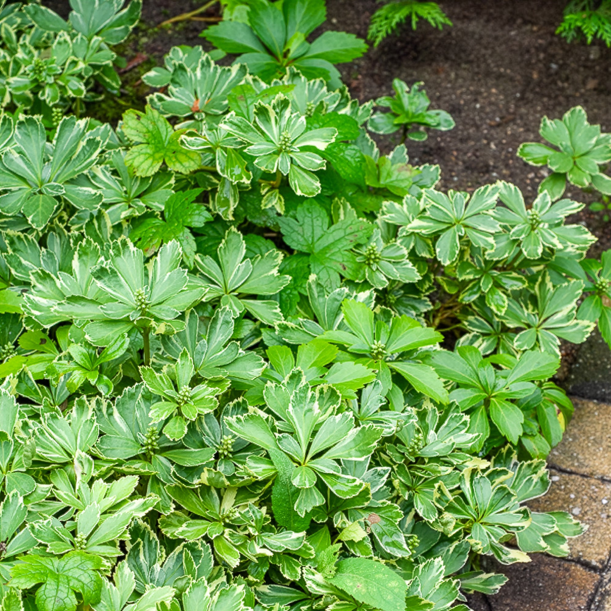 Bakker Plantes d'extérieur Pachysandre Japon panaché pot Ø 9cm