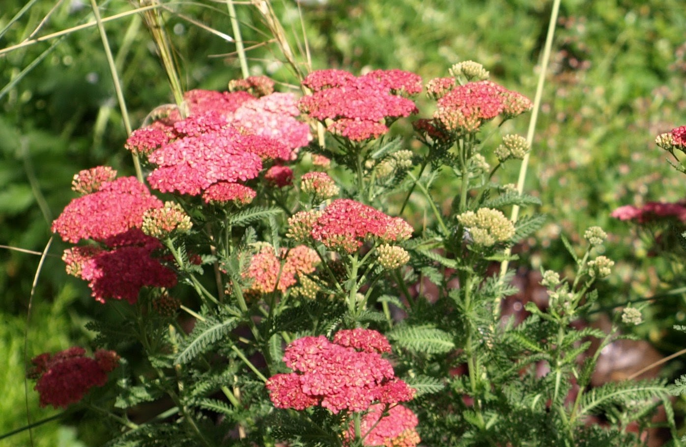 Passion Vivaces Achillea millefolium Wesersandstein plante vivace godet