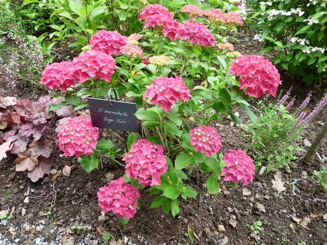 Les Hortensias du Haut Bois Eugen Hahn hortensia boule godet