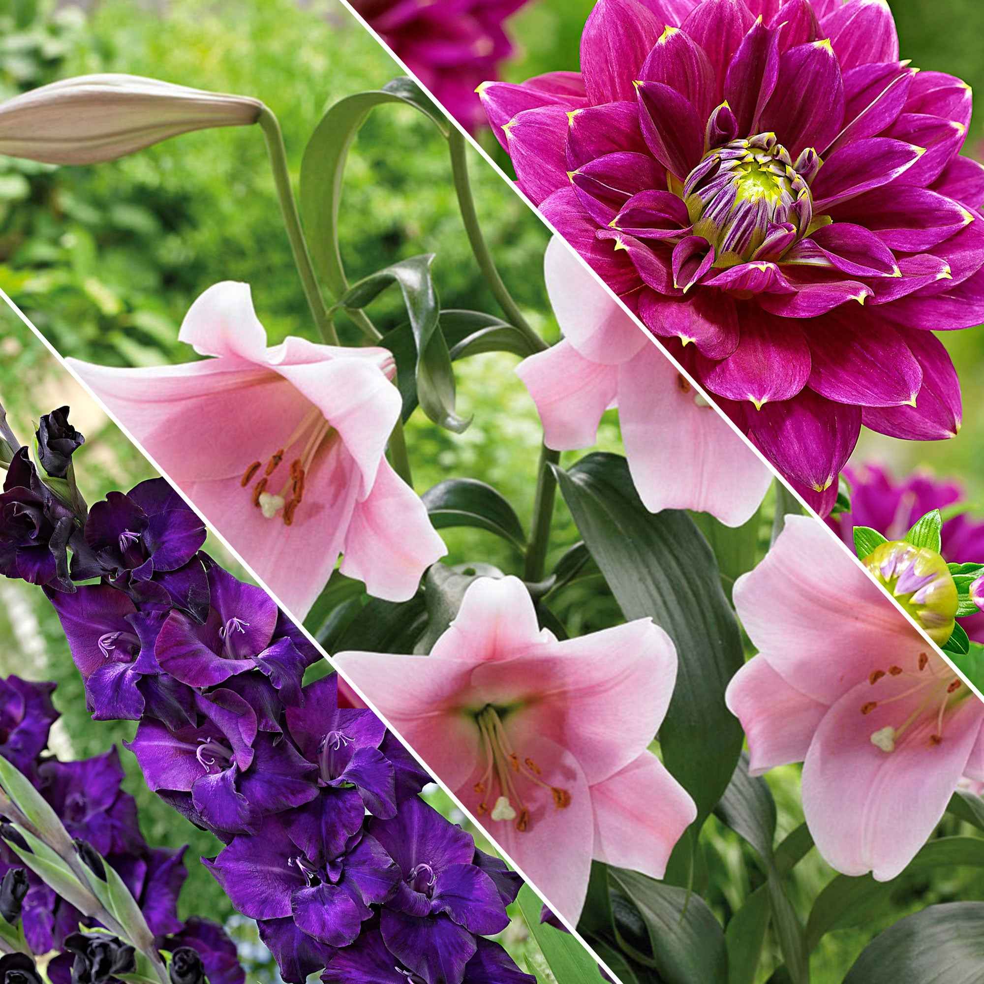Bakker Hello Summer mélange 30 bulbes fleurs d'été