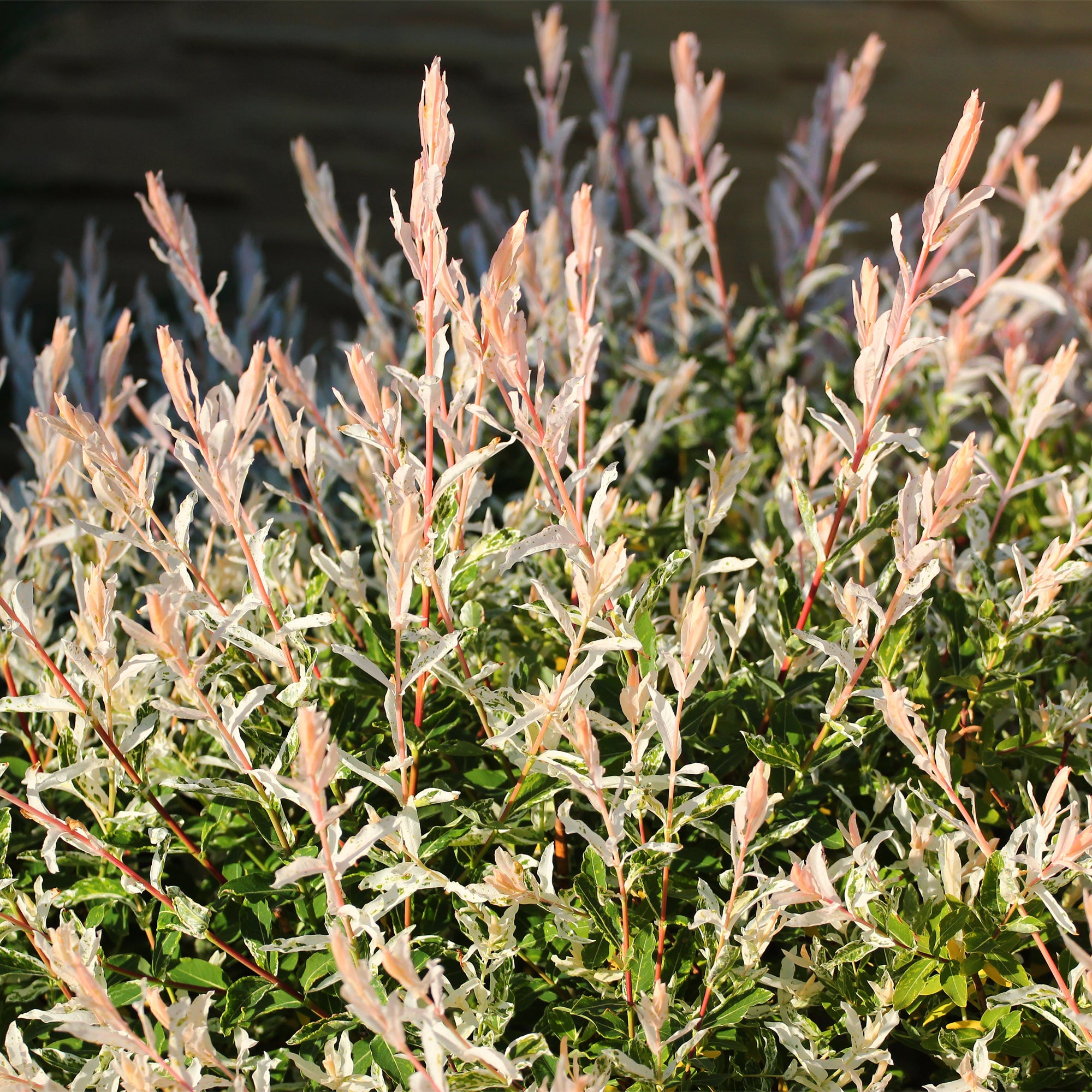 Bakker Hakuro Nishiki saule crevette tige 60cm pot 3L