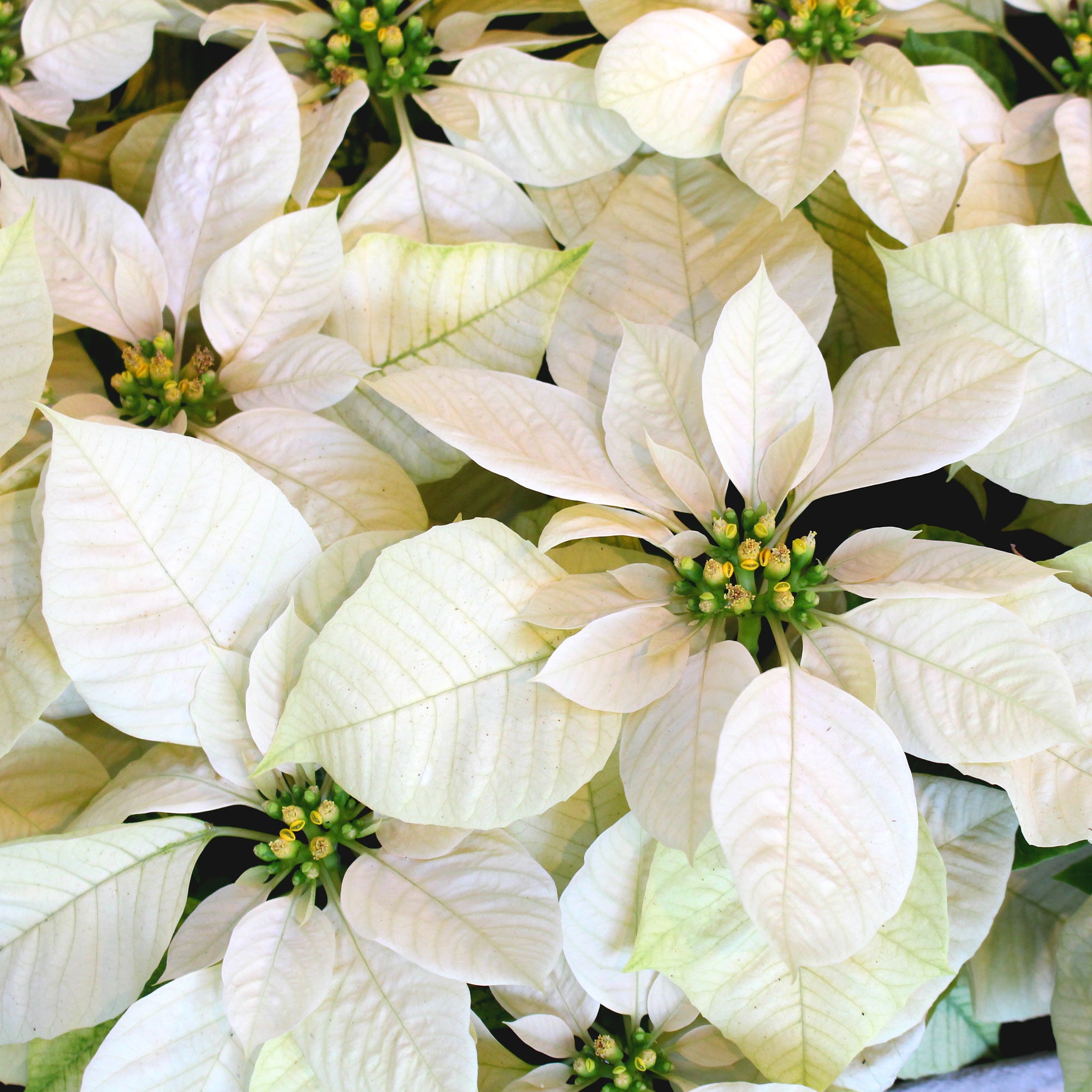 Bakker Poinsettia Blanc plante intérieur pot 10,5cm