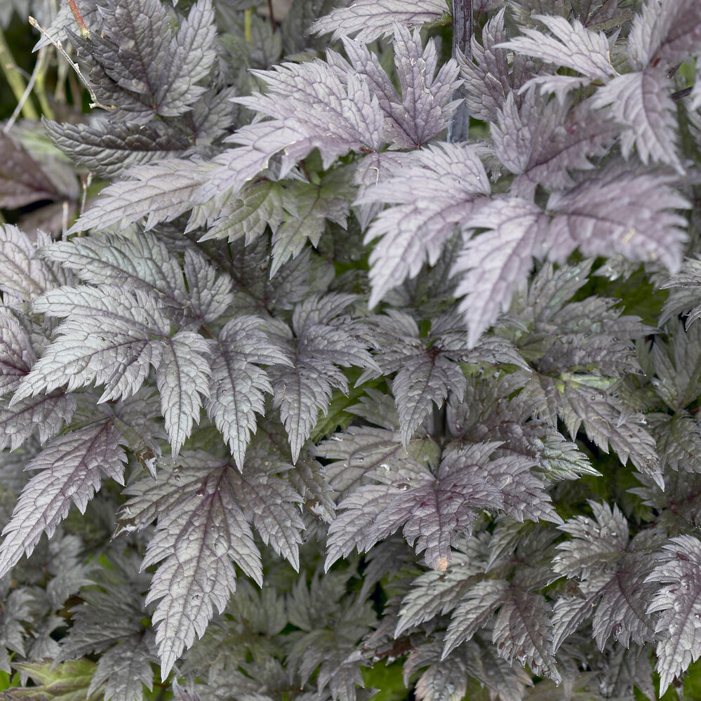 Bakker Cierge d'argent Pink Spike plante vivace pot 9cm