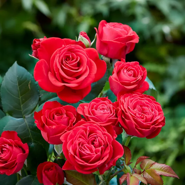 Bakker Rosier Dominica Intercomdoor Rouge Racine nue