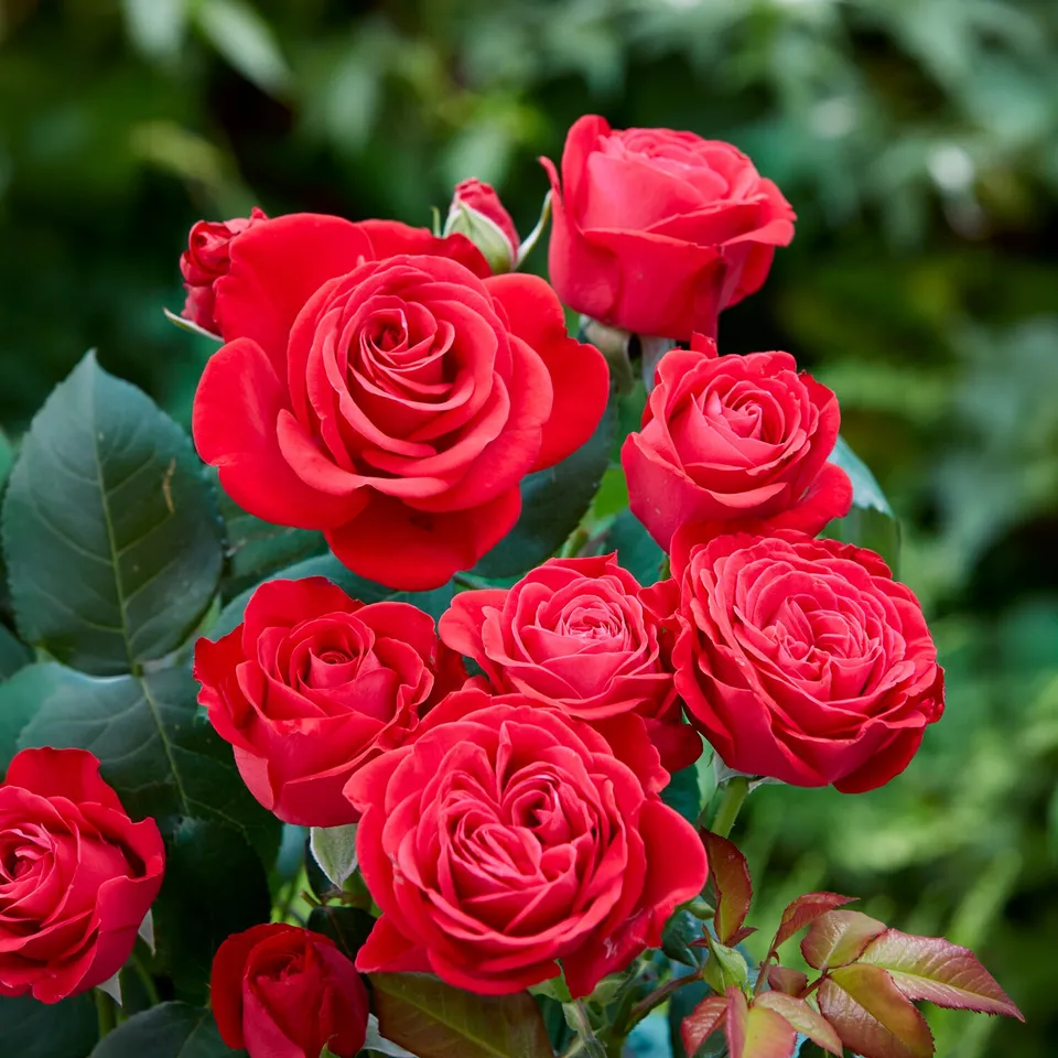 Bakker Rosier Dominica Intercomdoor Rouge Racine nue