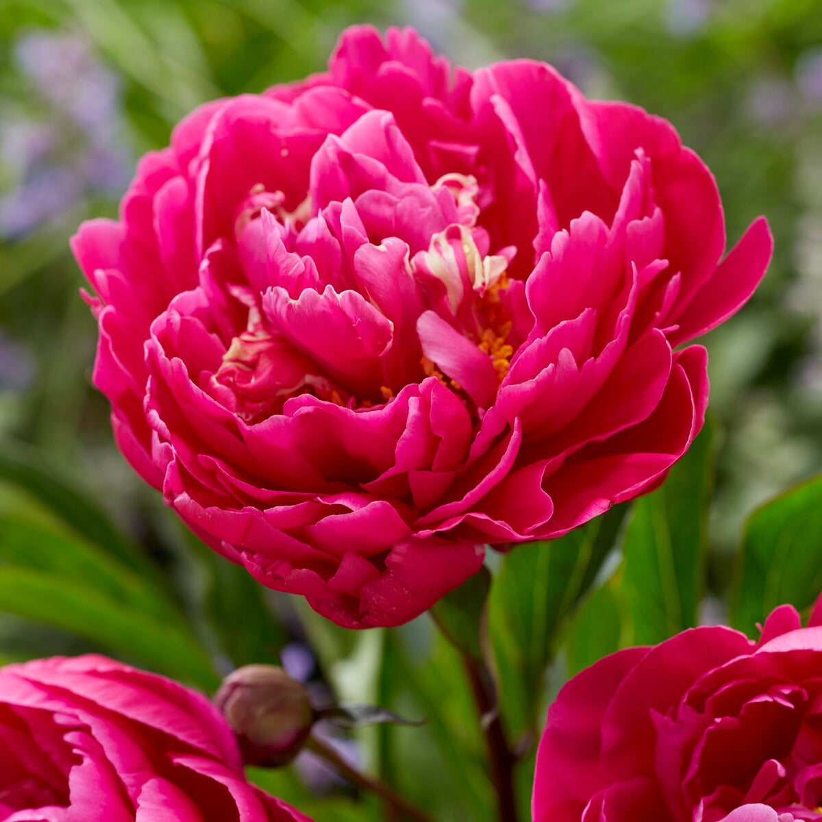 Bakker Karl Rosenfield pivoine rouge racine nue 2-3 yeux parfumée