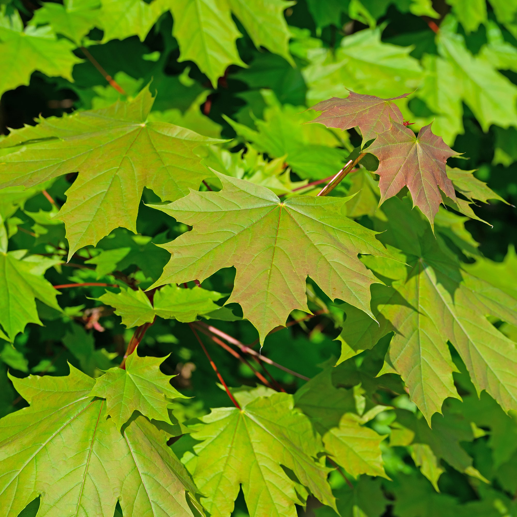 Bakker Érable plane Acer platanoides arbre pot Ø9cm 40-50cm