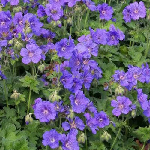 Bakker Géranium vivace anémone fleur bleue pot Ø 9 cm