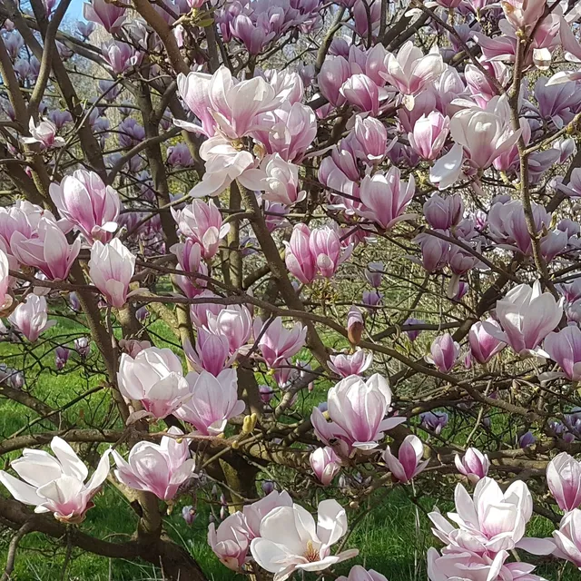 Bakker Magnolia de Soulange arbuste pot 3L 60-80cm rose