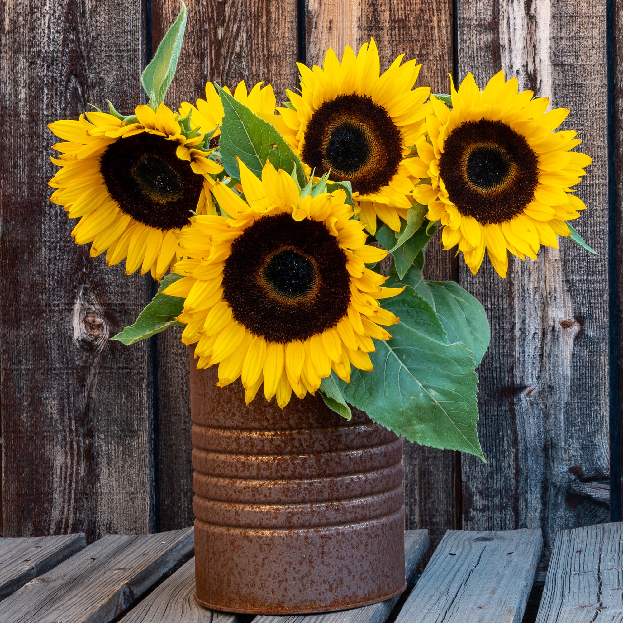 Bakker Tournesol nain Sunspot graines sachet 1,4g 25 graines