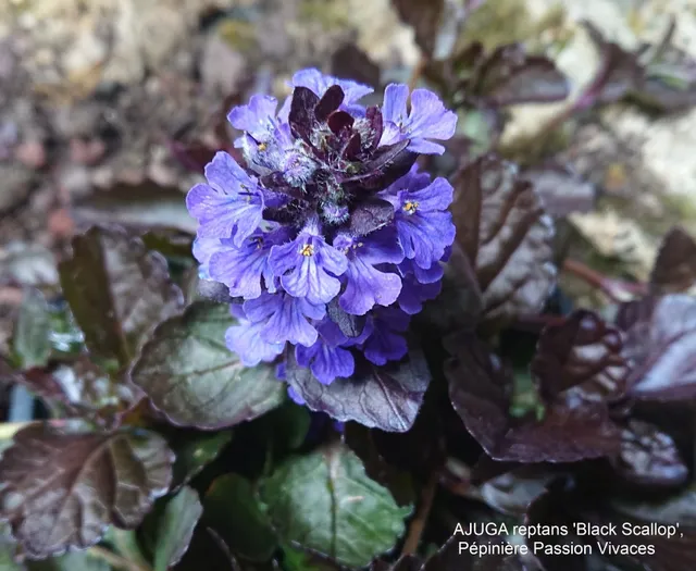 Passion Vivaces Ajuga reptans Black Scalopp plante couvre-sol godet