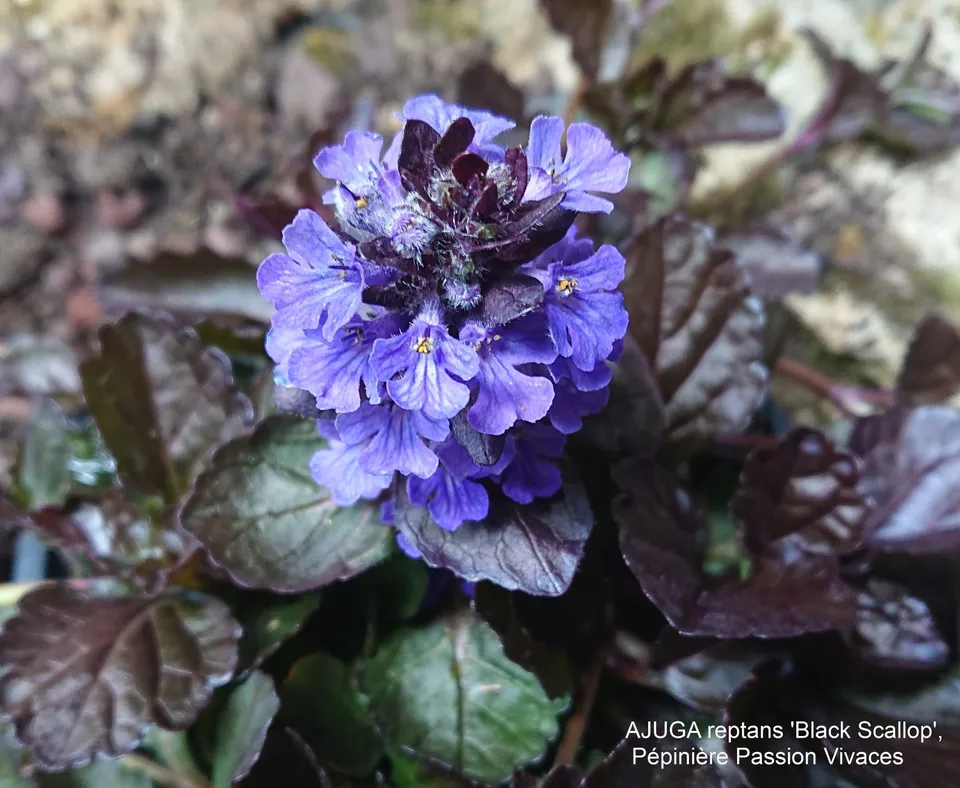 Passion Vivaces Ajuga reptans Black Scalopp plante couvre-sol godet