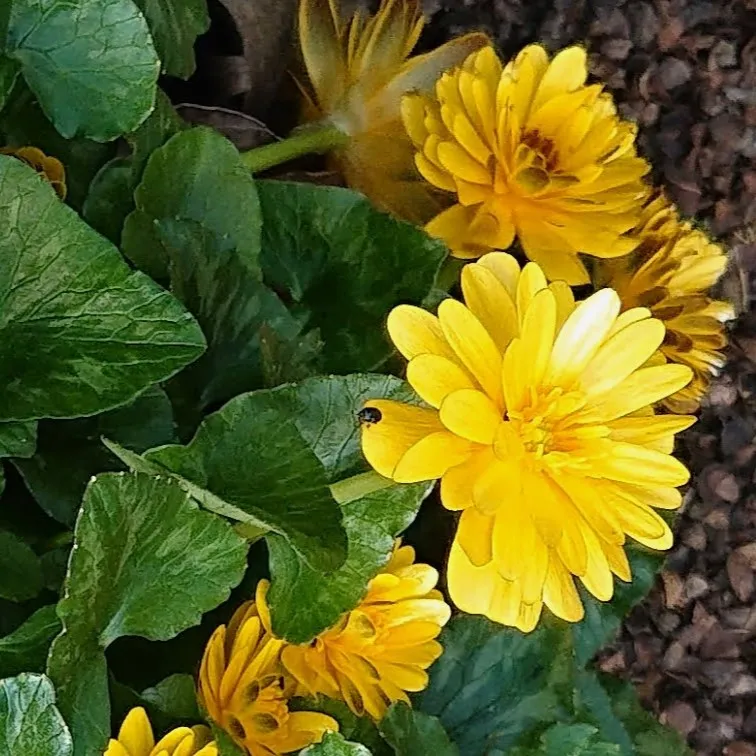 Passion Vivaces Ranunculus Double Bronze plante vivace godet jaune