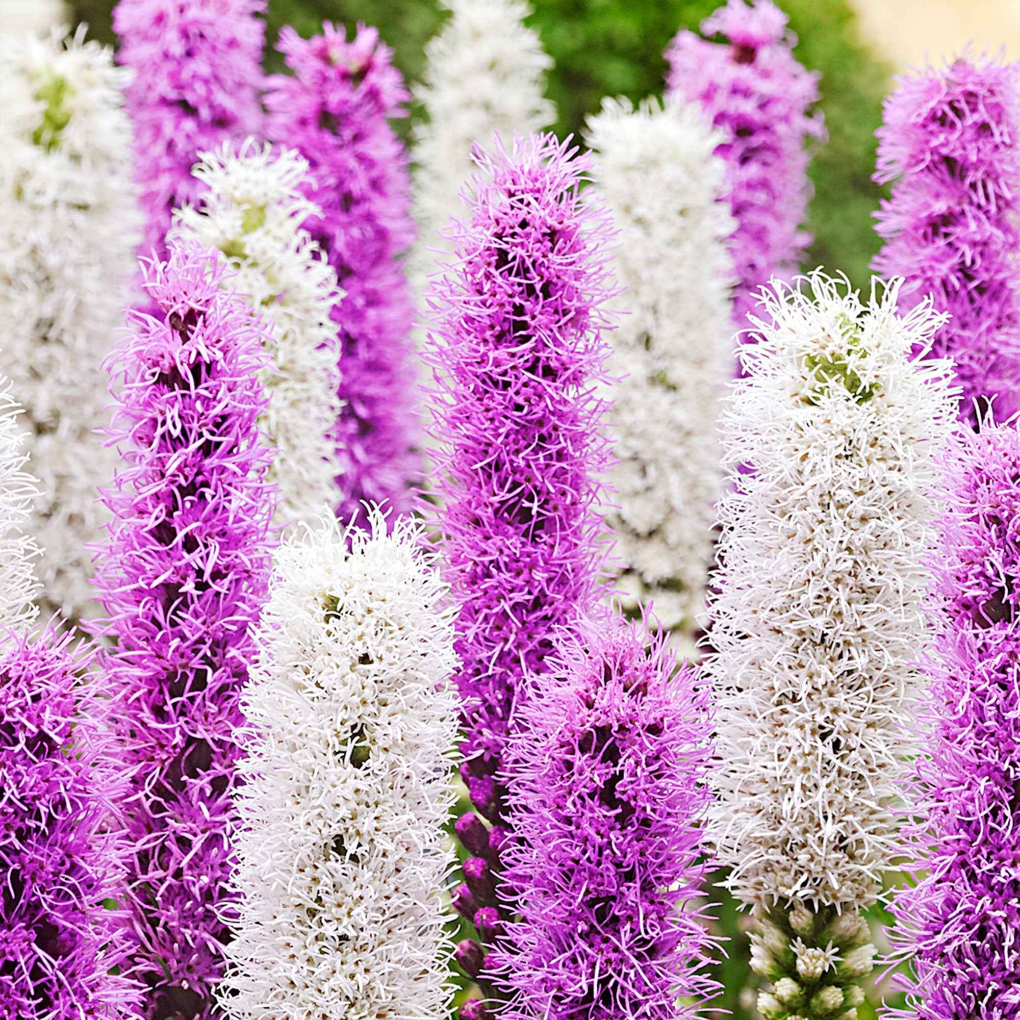 Bakker Plumes du Kansas Liatris spicata bulbes mauve blanc x12
