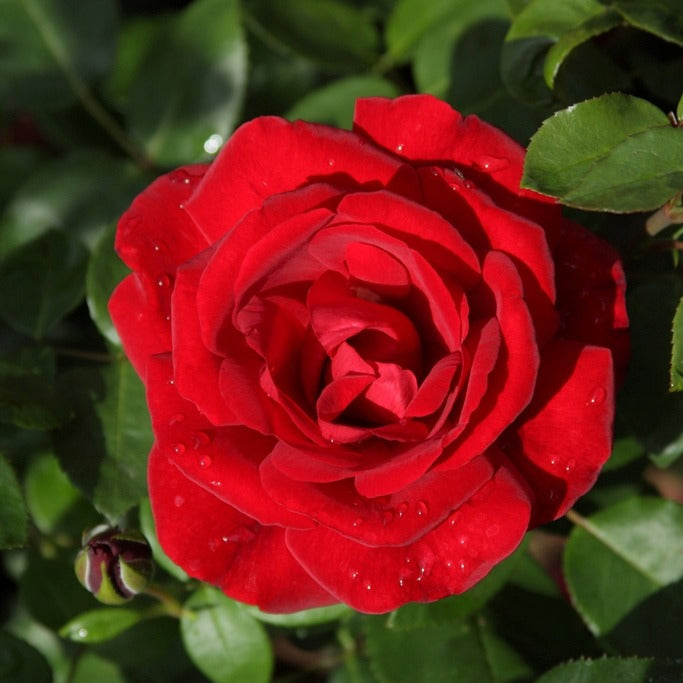 Bakker Rosier Santana grimpant racine nue rouge remontant