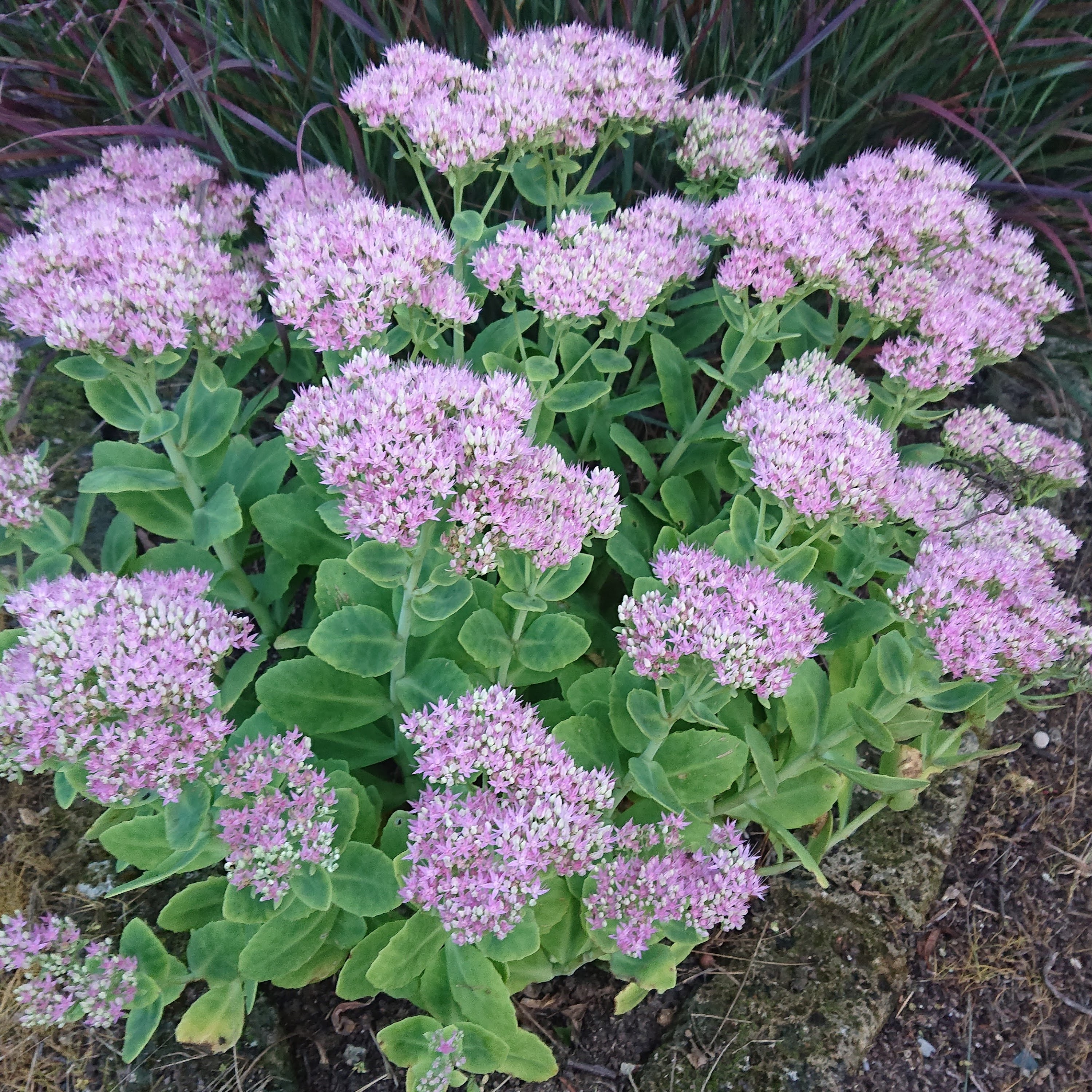Sedum spectabilis Steven Ward vivace pot 1L rose lavande