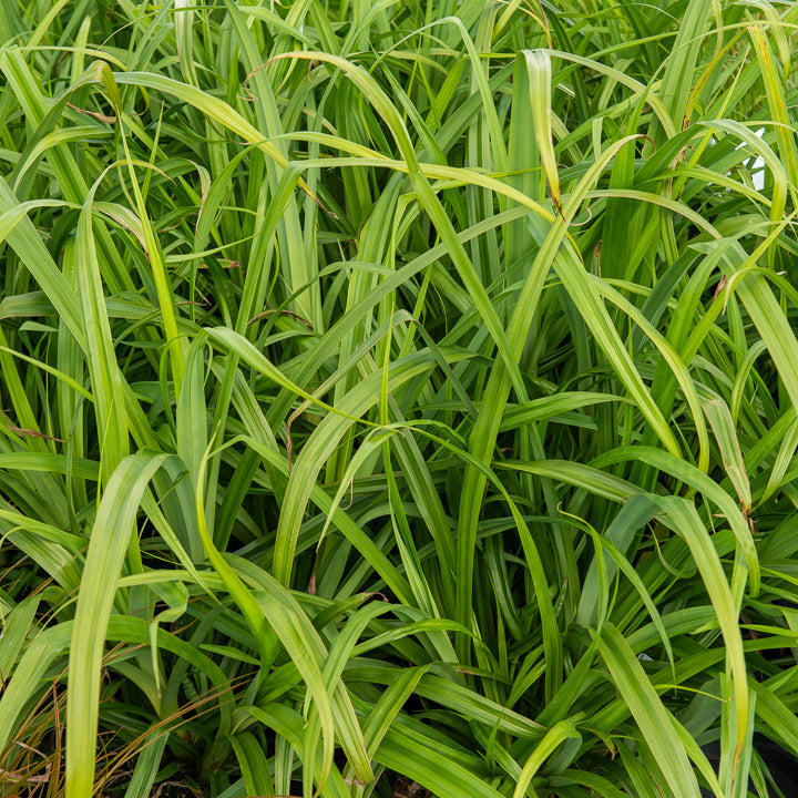 Bakker Carex pendula laîche pendante pot Ø9cm persistante