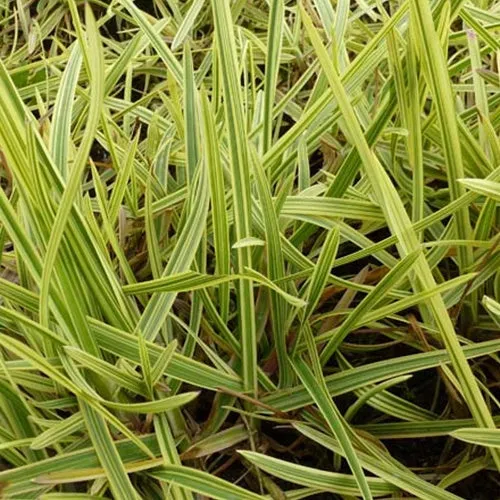Bakker Goutte d'or plante de bassin pot 9cm fleurs jaunes