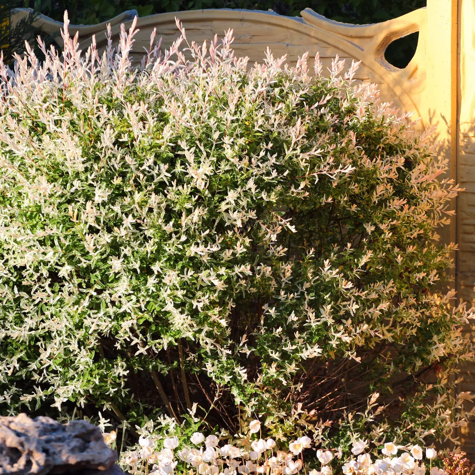 Bakker Hakuro saule crevette pot 11 cm 30-50 cm rose