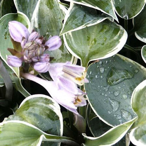 Bakker El Nino hosta vivace pot 9cm bleu crème