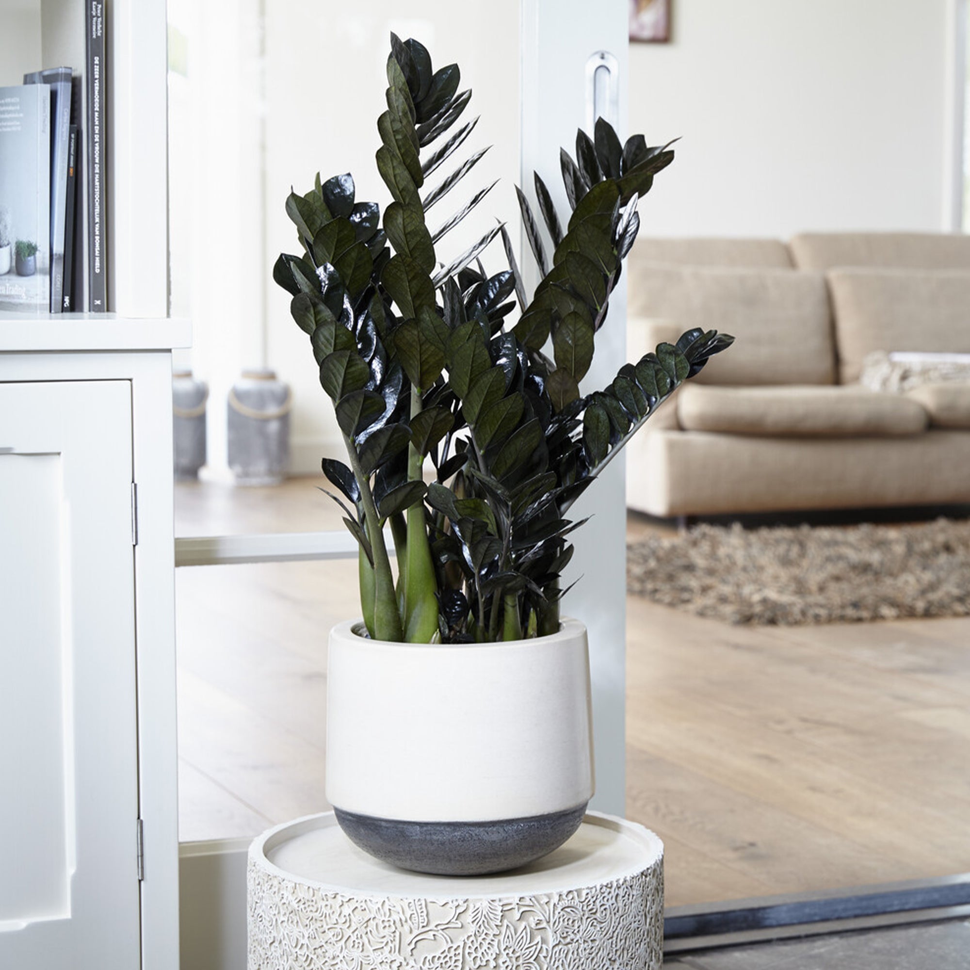 Bakker Zamioculcas Raven plante intérieur noire Ø14cm