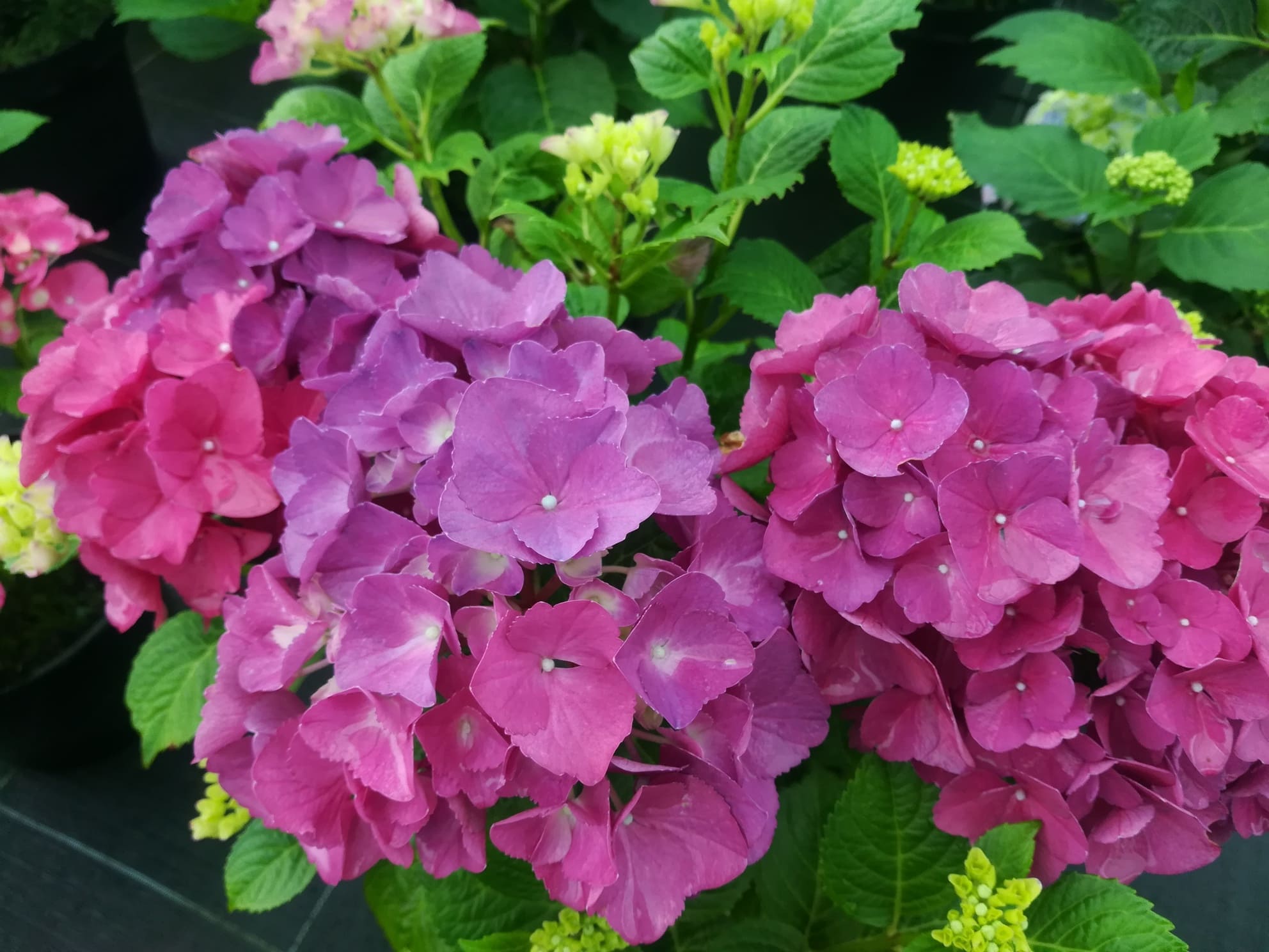 Les Hortensias du Haut Bois Kastel hortensia fleurs rondes godet