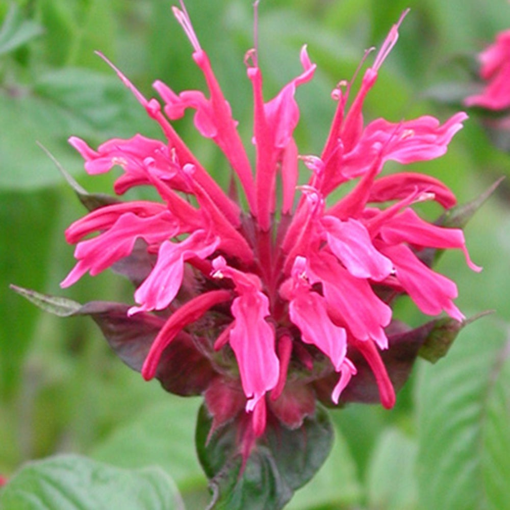 Bakker Monarde Mahogany vivace fuchsia pot 8 cm