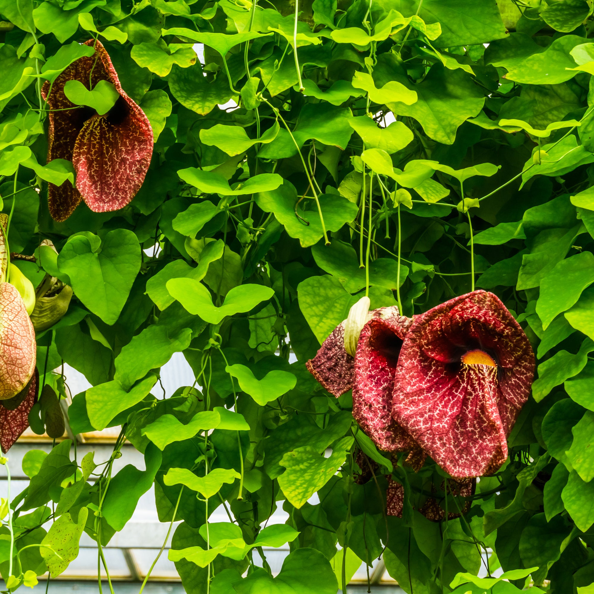 Bakker Aristoloche macrophylla pot 2L 40-50cm grimpante mi-ombre