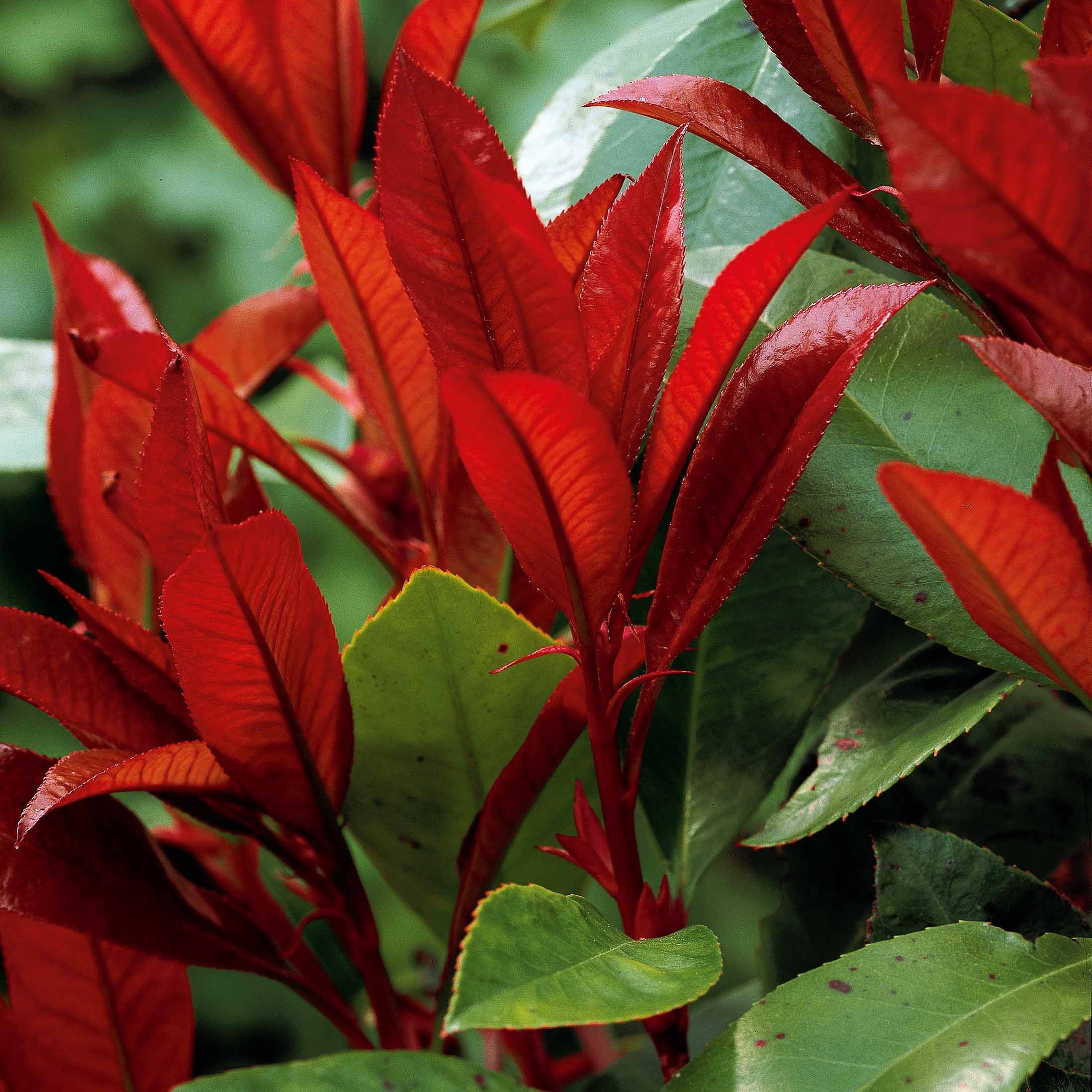 Bakker Arbustes Photinia Red Robin pot 9cm 15-25cm persistant