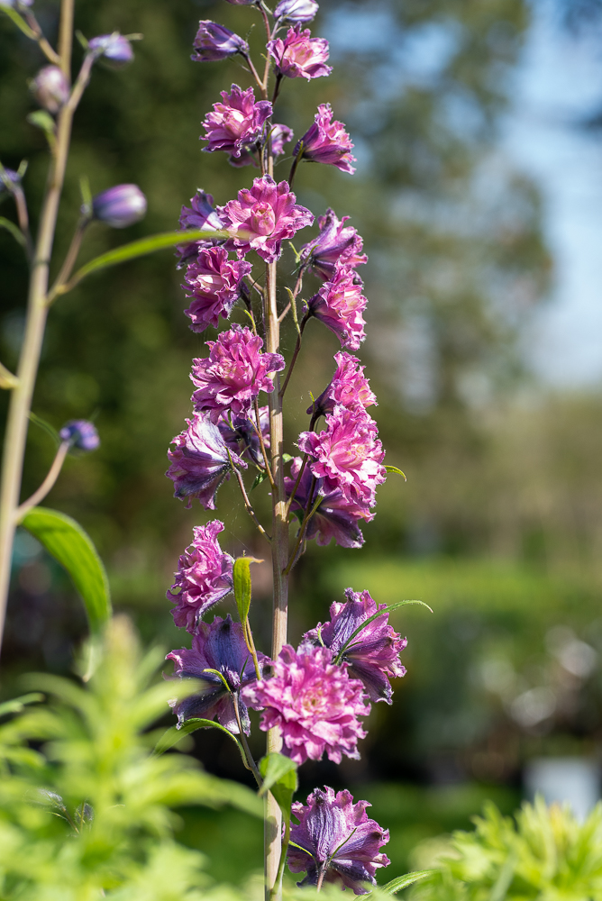 Passion Vivaces Delphinium elatum Flamenco pied d'alouette pot 1L