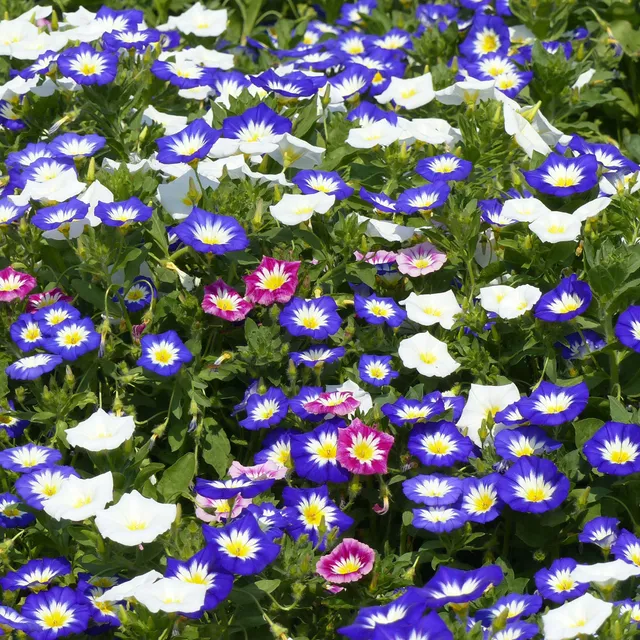 Bakker Belle de jour variées sachet 3 g ±330 graines soleil