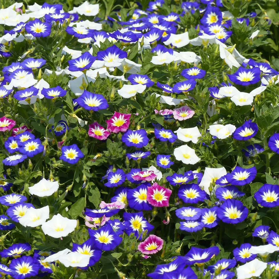 Bakker Belle de jour variées sachet 3 g ±330 graines soleil