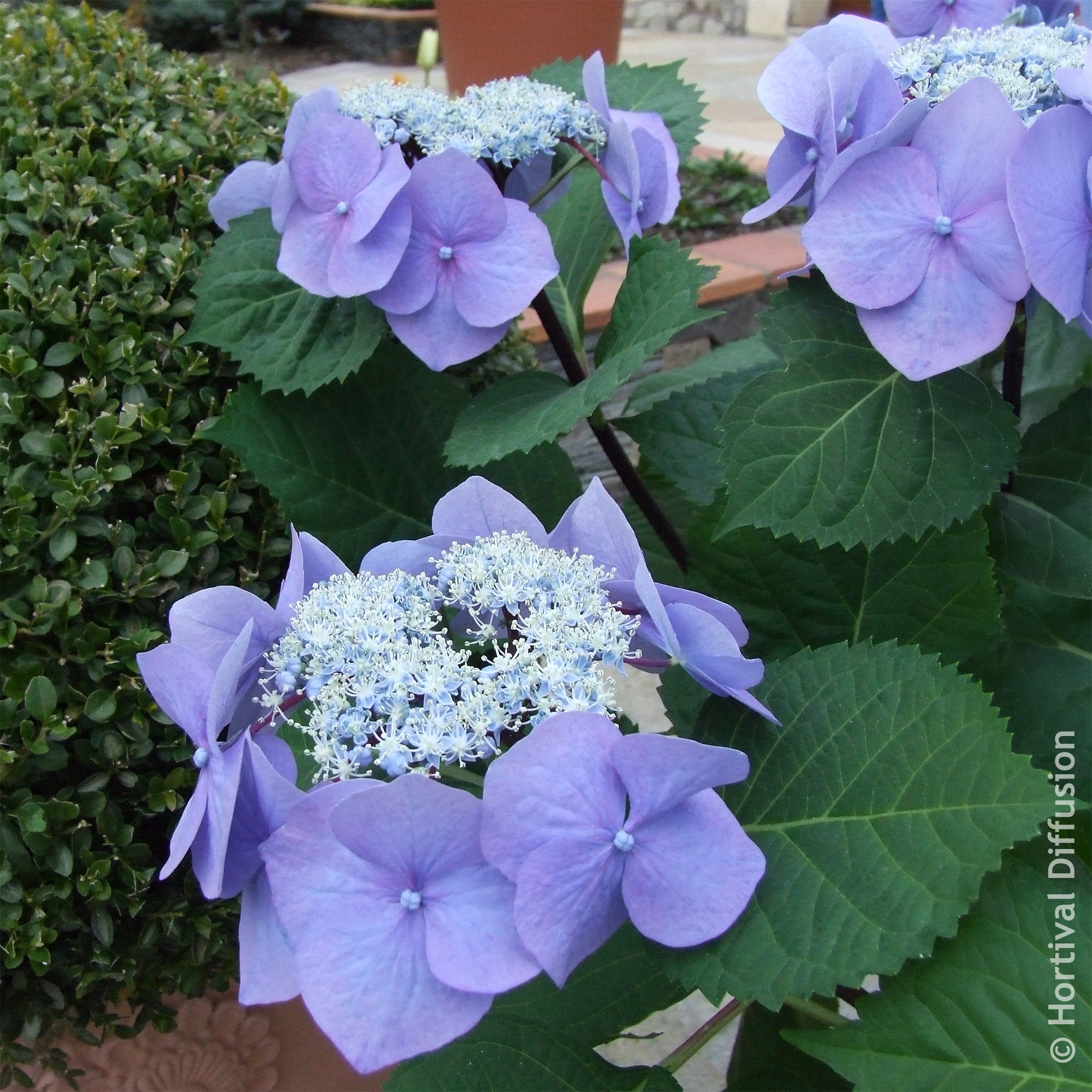 Bakker Hortensia Zorro Bleu arbuste pot 4,5L tiges rigides