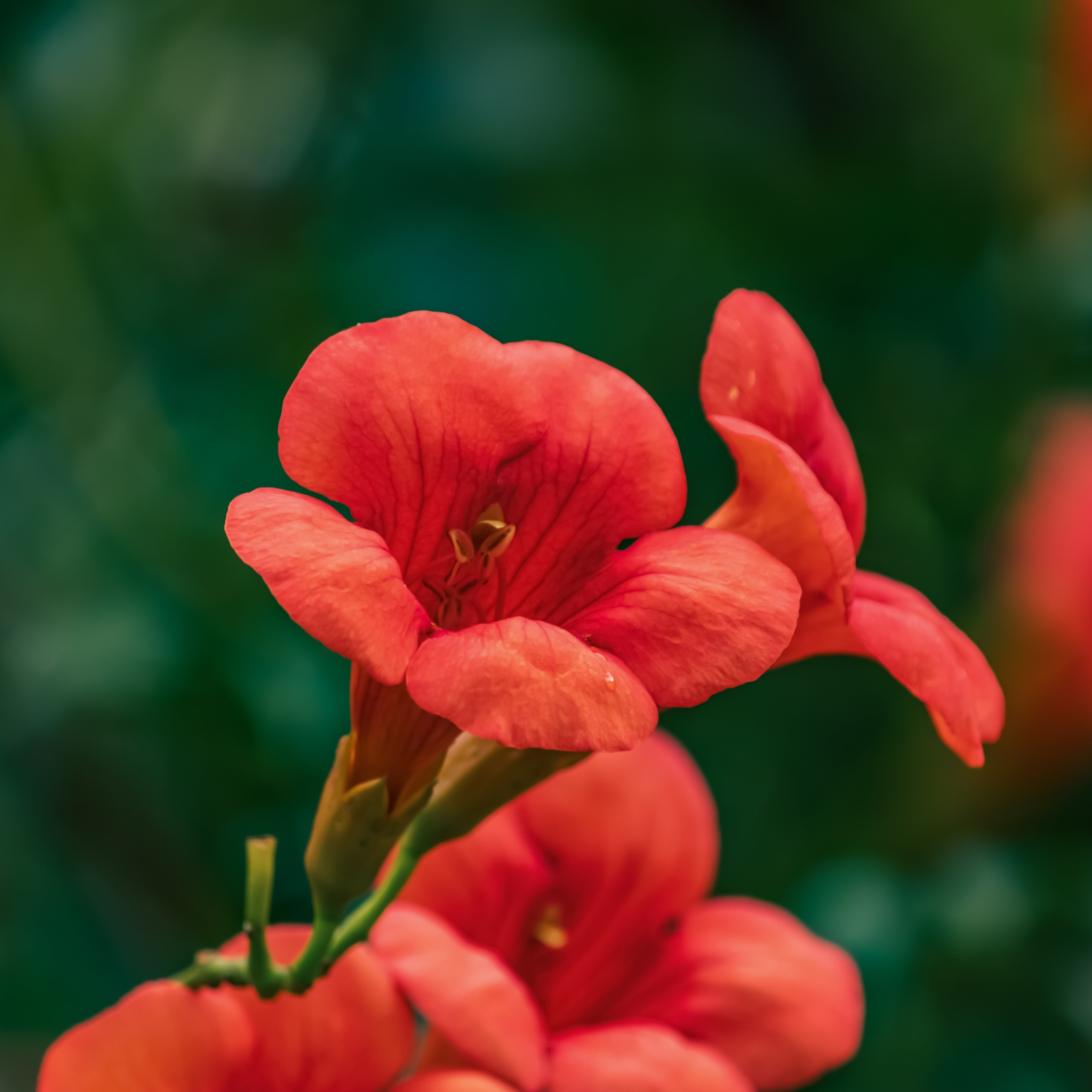 Bakker Plantes d'extérieur Bignone Stromboli pot 2L rouge