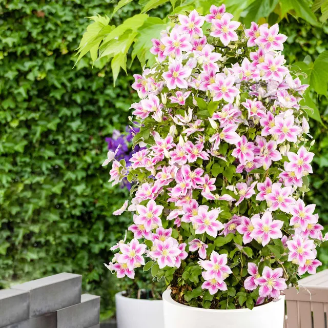 Bakker Plantes d'extérieur Clématite Piilu pot 2L rose