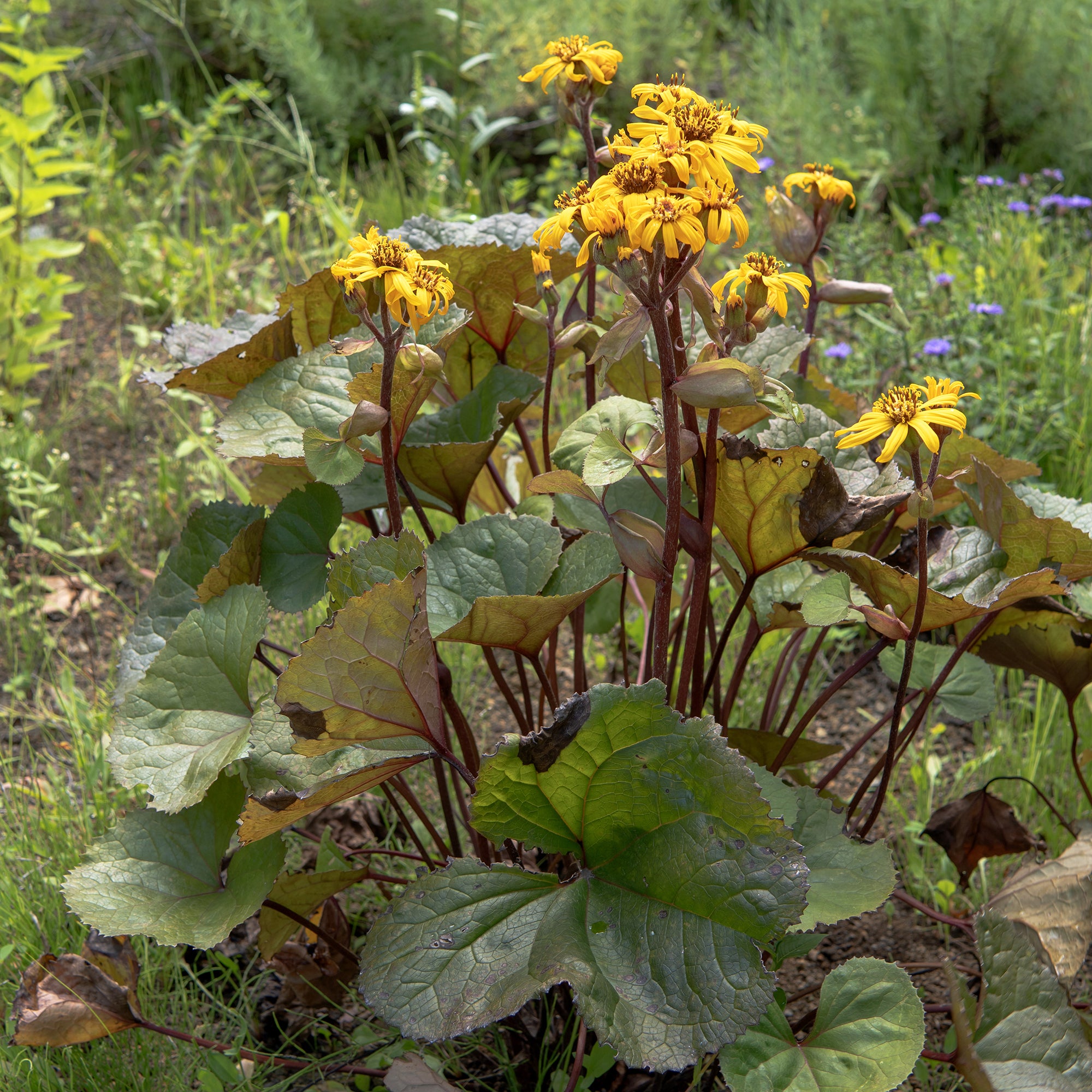 Bakker Ligulaire dentée plante vivace pot 8cm fleur jaune