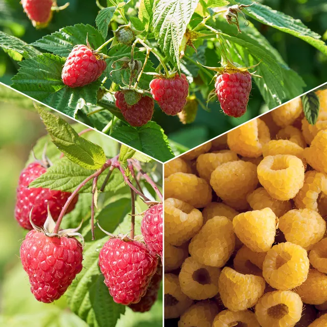 Bakker Framboisiers Marastar Fallgold Sumo fruitier 12 racines