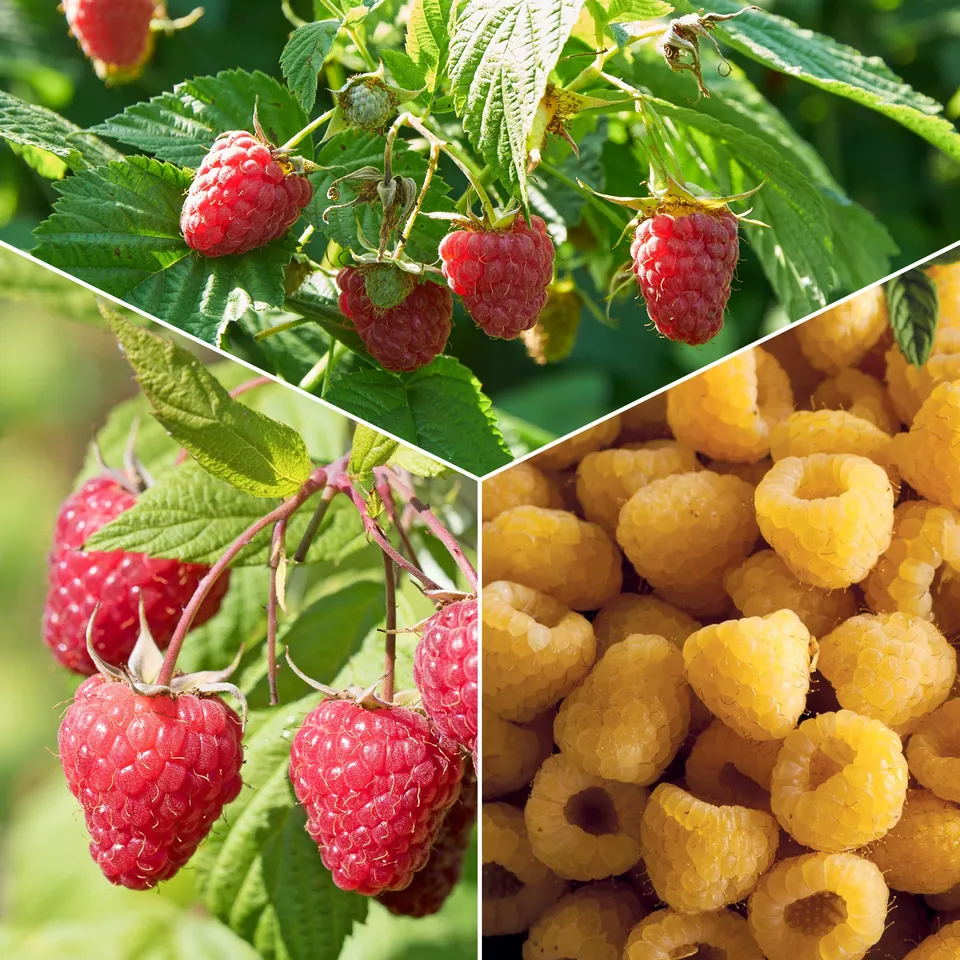 Bakker Framboisiers Marastar Fallgold Sumo fruitier 12 racines