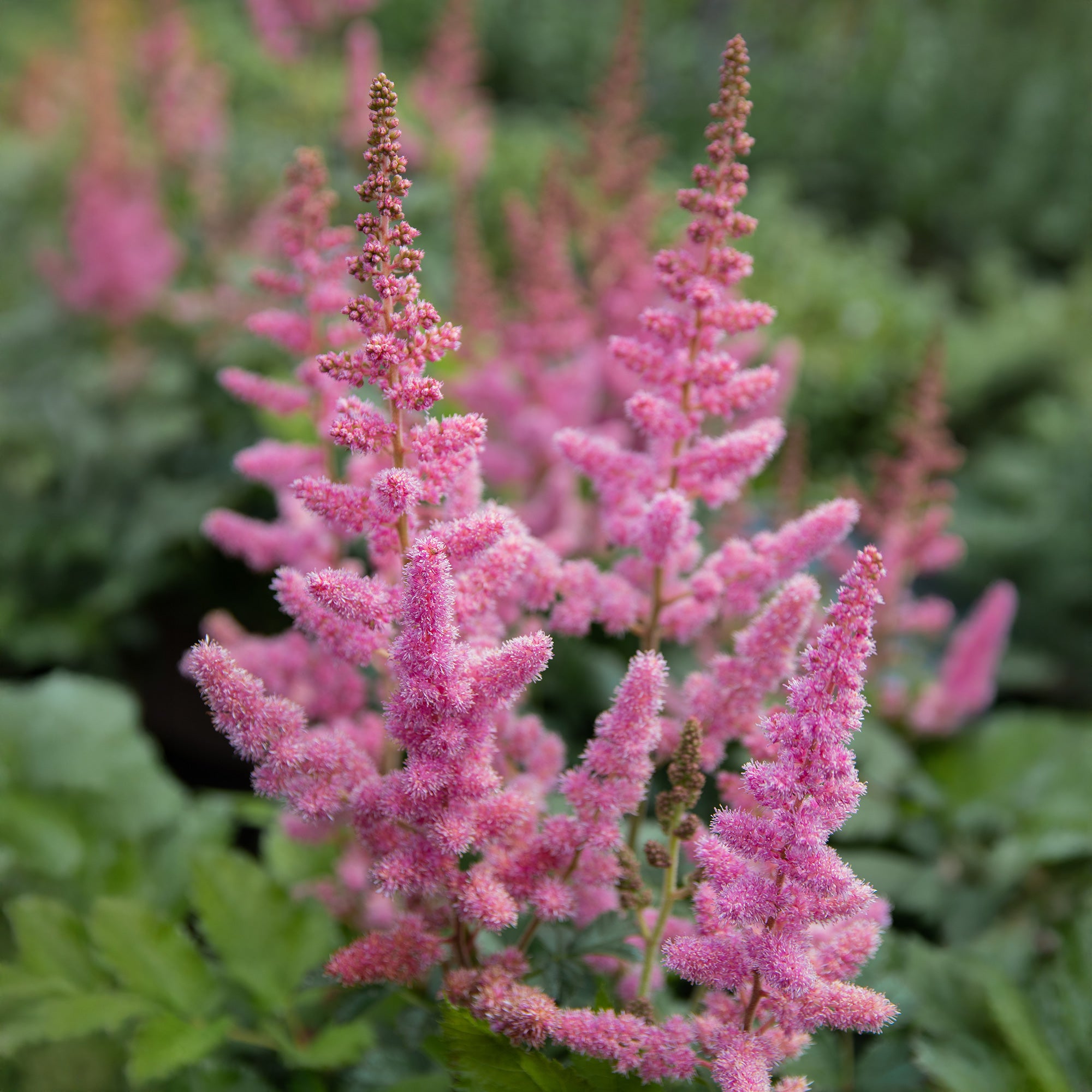 Bakker Astilbe Vision in Pink vivace godet 9cm rose