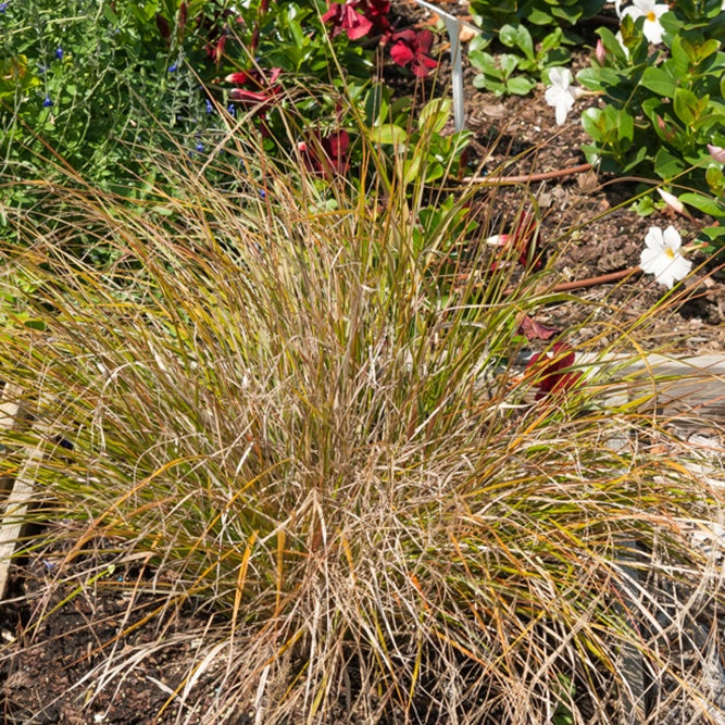 Bakker Stipa arundinacea graminée pot 8cm bronze