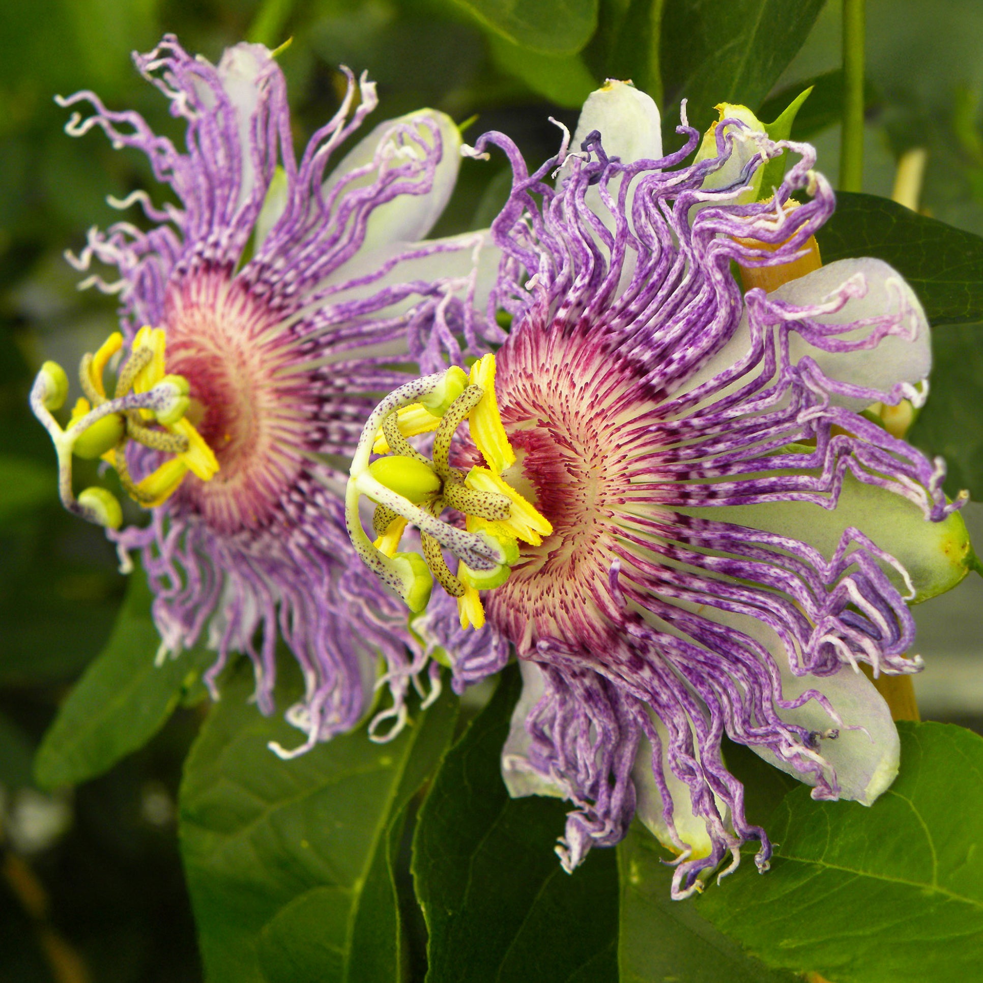 Bakker Passiflora Cooltropics Eia Popeia grimpante pot fruits