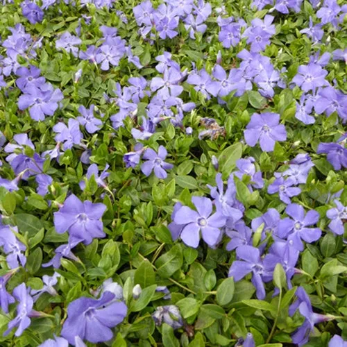 Bakker Petite pervenche Anna plante vivace 3 pots Ø 9cm fleurs bleues